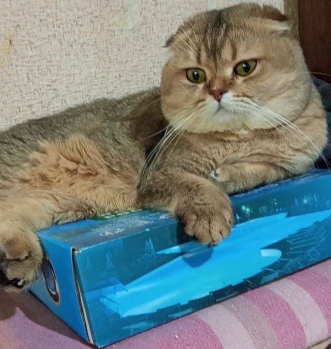Вязка кота,Mushuklarning juftlashishi