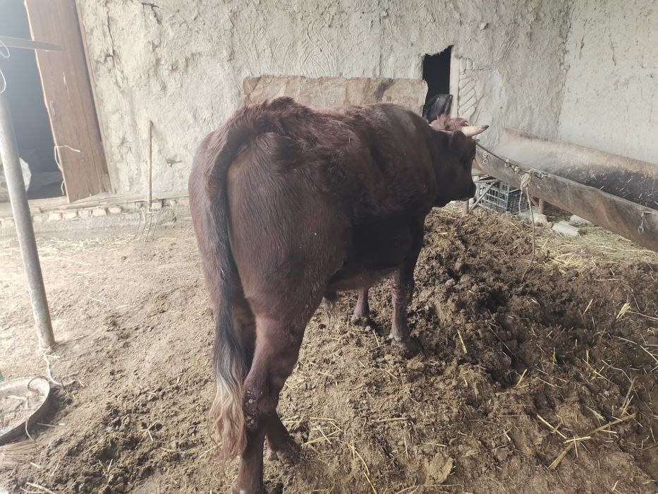 Yosh buqa sotiladi..