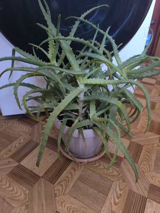 Алоэ столистник лечебный