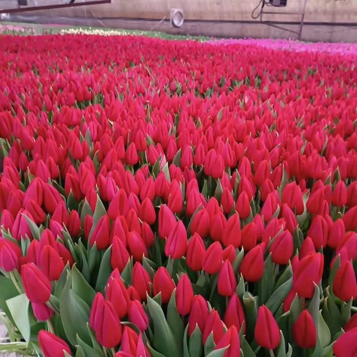 Цветы оптом розы