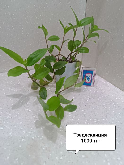 Цветы комнатные в горшках