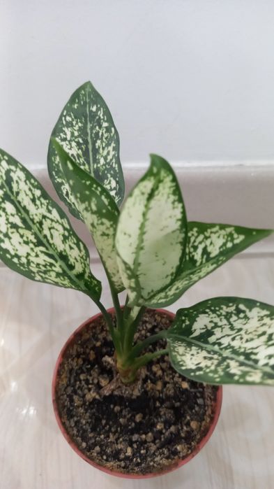 Аглаонема продам