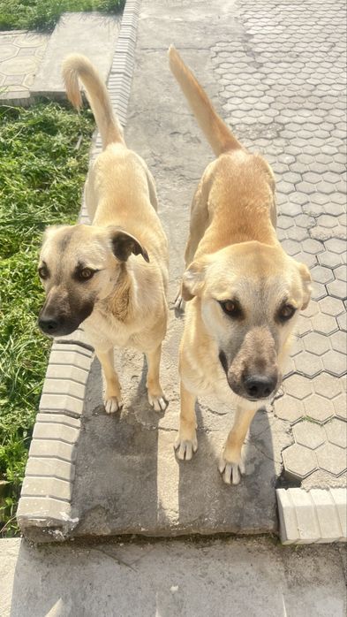 Отдам собачек в добрые руки