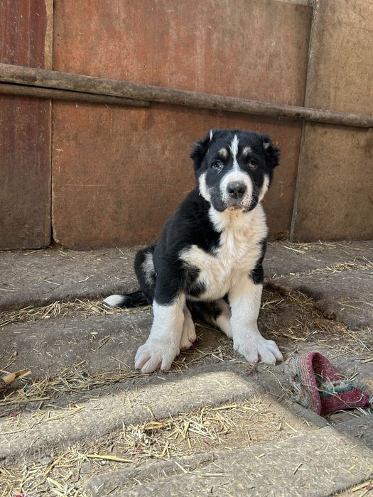 Продам щенков !Кушык сатылады!