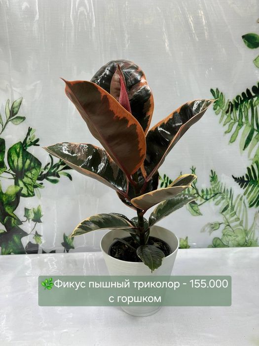 Шеффлера, Драцена,  Хоя, и др
