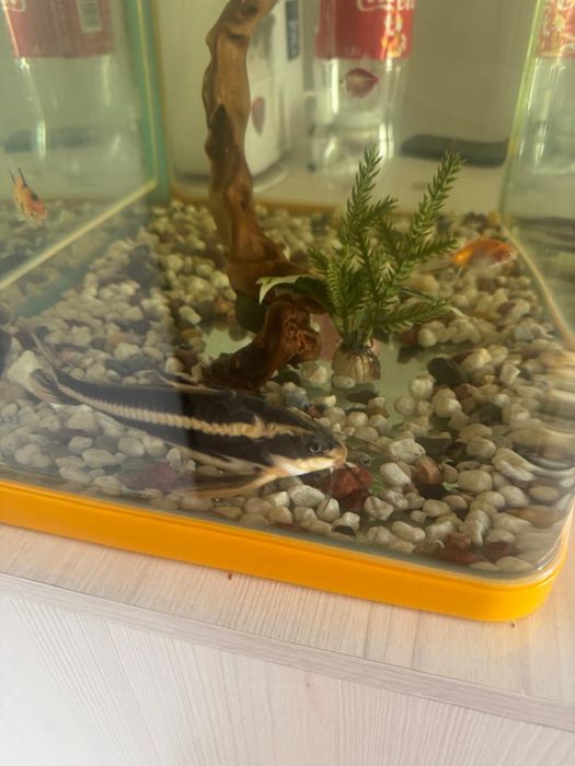 Обмеү на другую рыбку