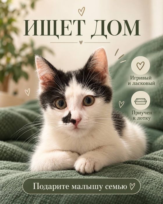 Котенок сникерс ищет любящий дом