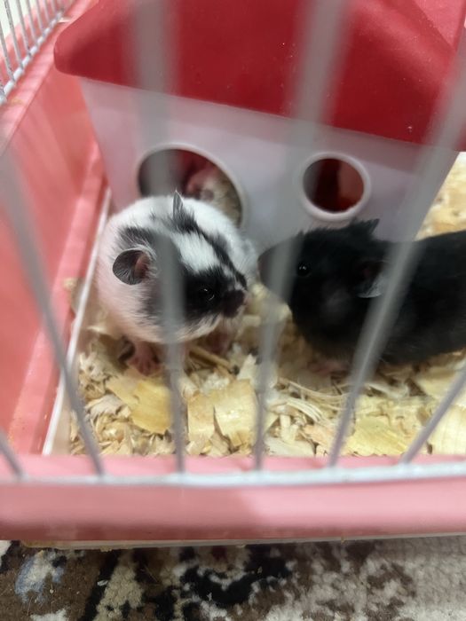 Продам молодых хомяков