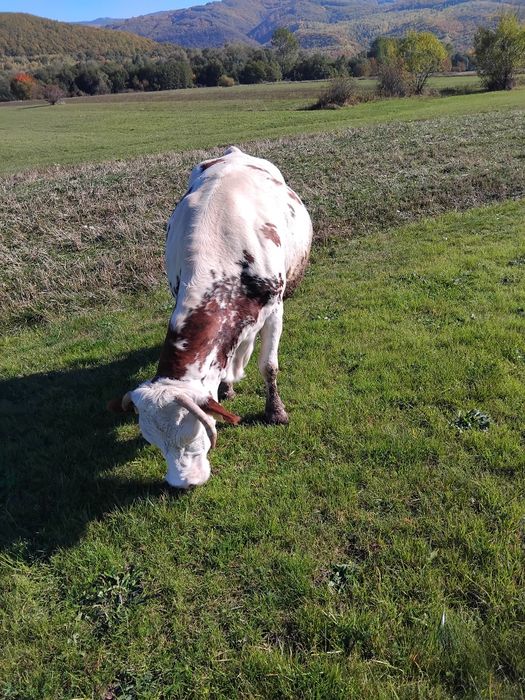 Vand vaca baltata romaneasca