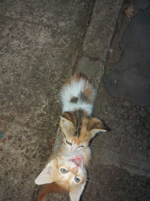Подарявам 3 малки котенца на 6 седмици.Много са дружелюбни и игриви.Майка им беше убита и са отгледани с биберон, затова са много галени.