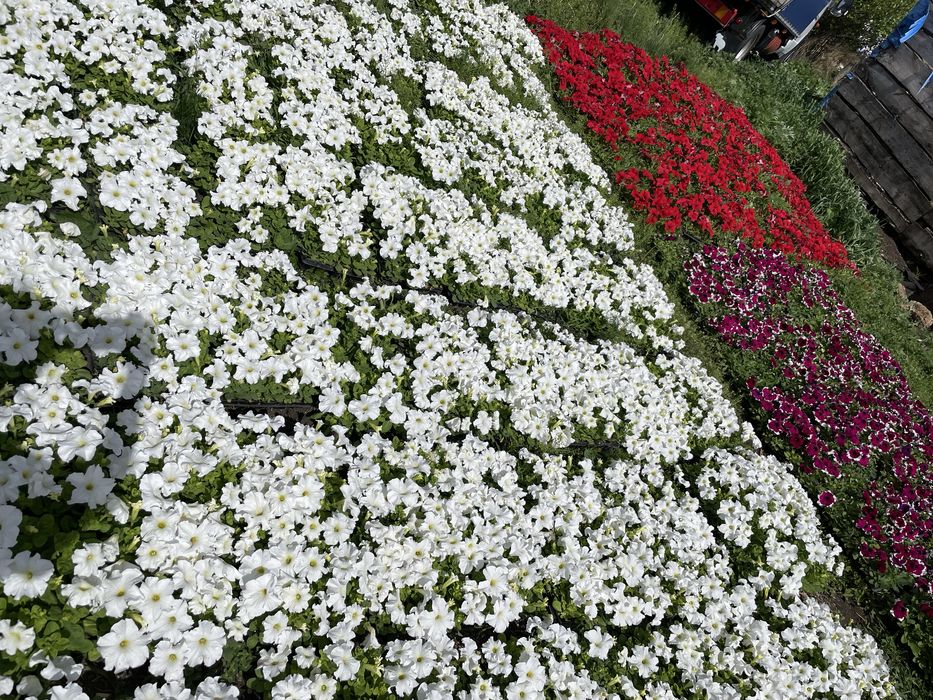 Рассада петуния тайшан тагетес