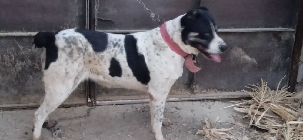 Alabay kuchuk sotiladi qiz