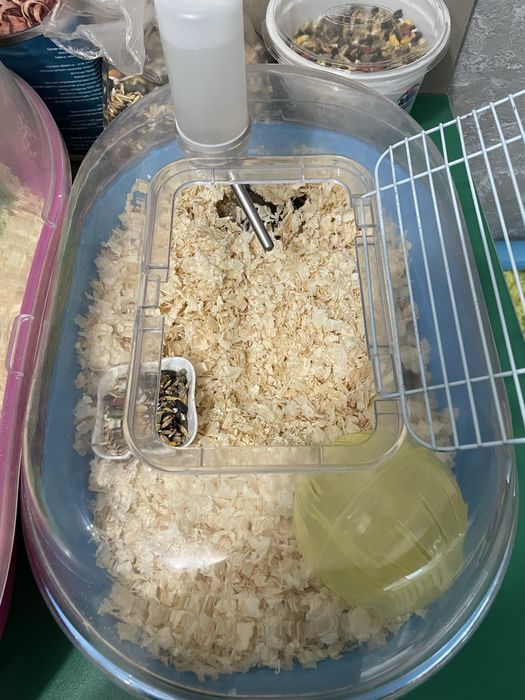 Две клетки и 5 хомяков