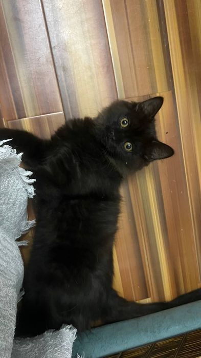 Чёрный котик ищет добрые руки!