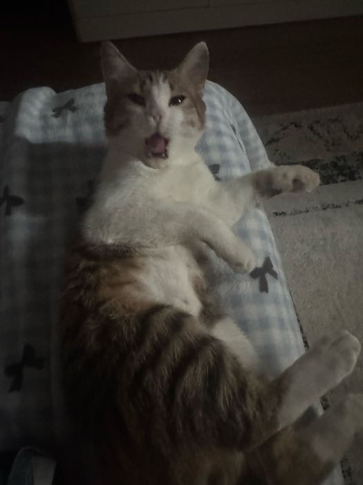 котенок 4-5 месяцев