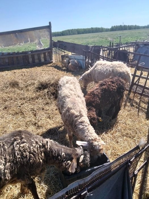 Продам баранов деревенский
