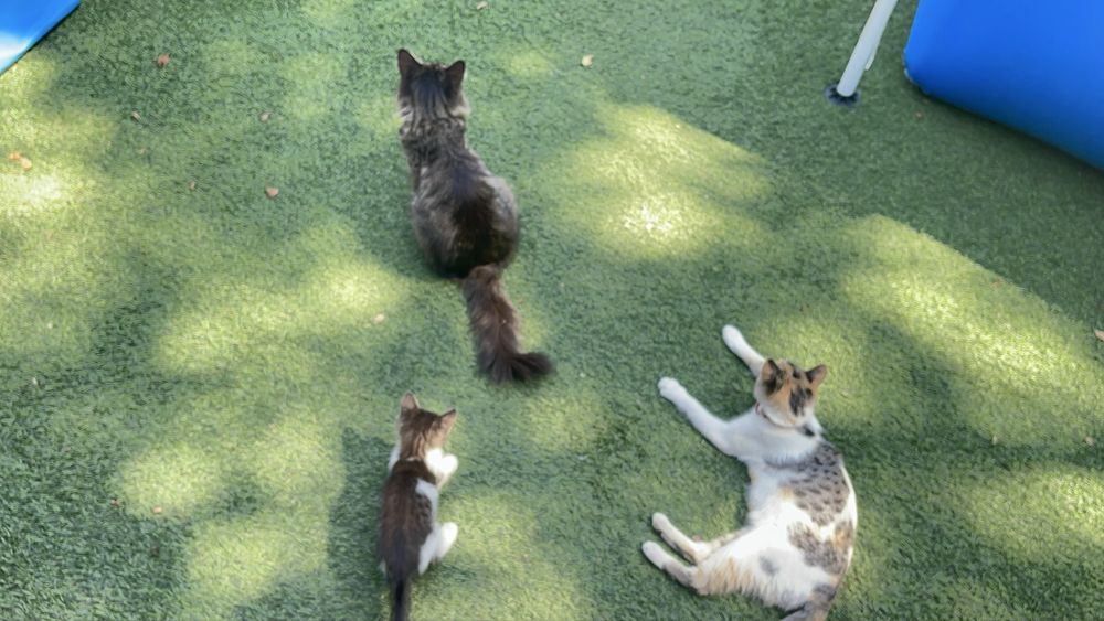 Отдам котенка девочку