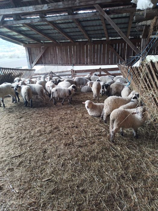 Miei buni de vanzare