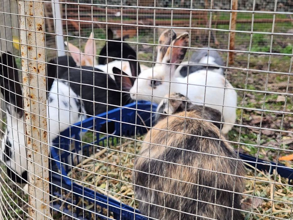 Quyon bolalari sotiladi