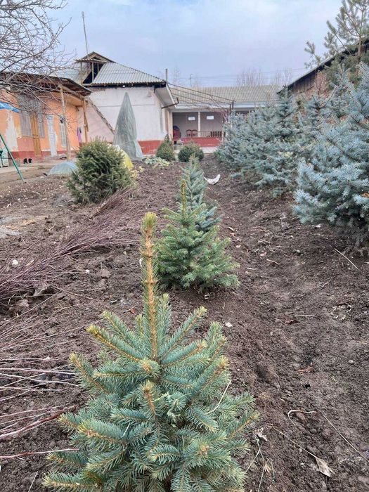 Голубая ель !! Арзон нархларда