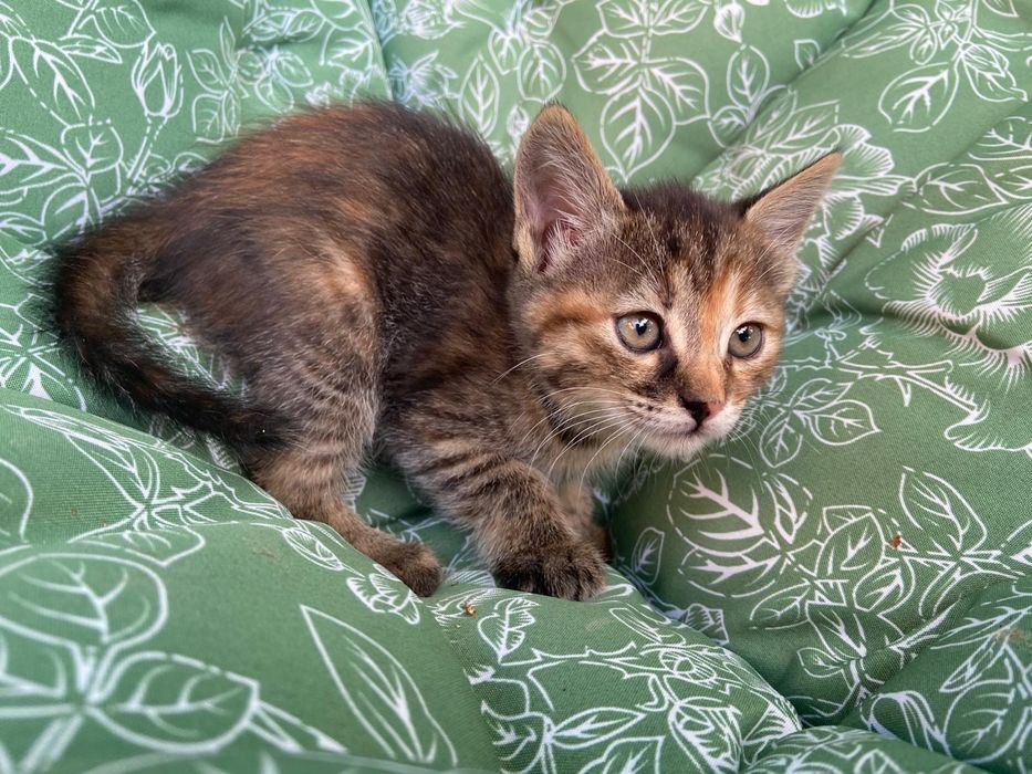 Котки черно-бяла, кафява, шарена, 3 момичета