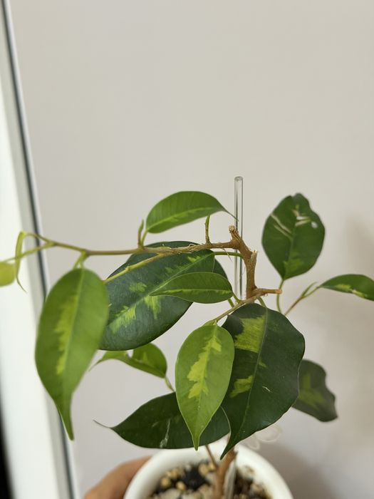 Фикус даймонд сортовой