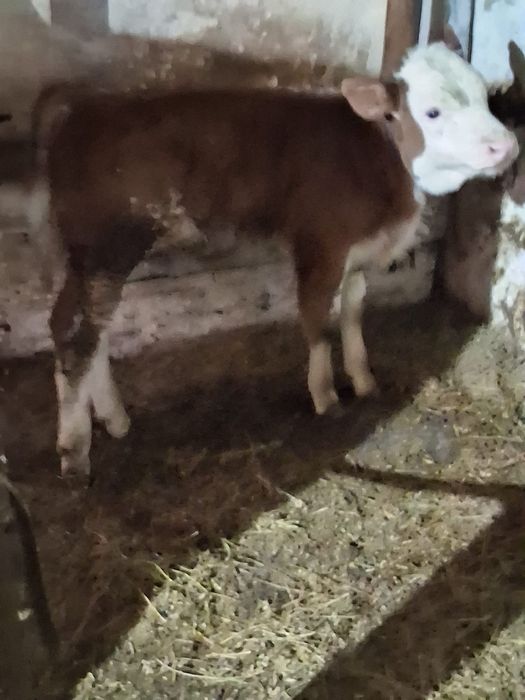 Vand juninca baltata românească a 2a fătare Fatata de 5 săptămâni