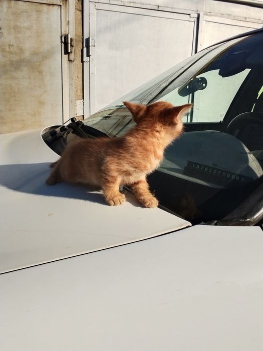 Котёнок ,котята мышилов