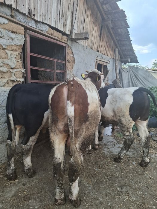 Vitei crescuti in godpodarie