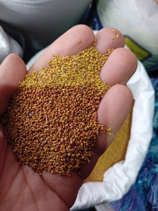 Sămânță Lucerna 21 lei kg la sac-porumb 240leii sacul.pt 1hectar