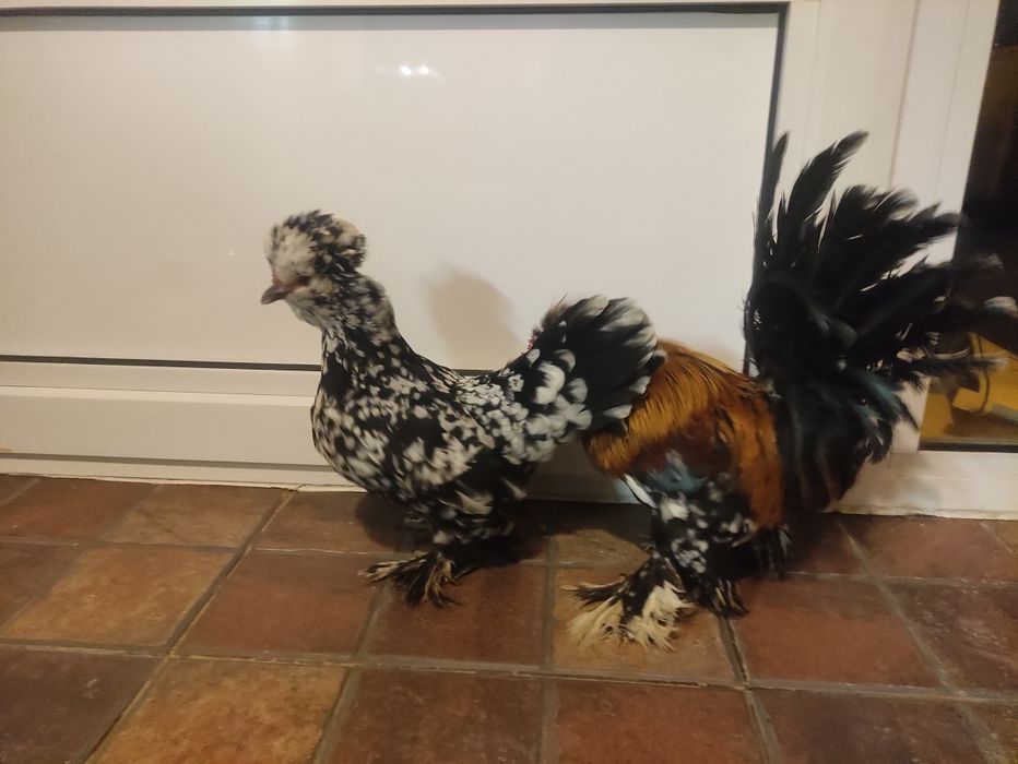 Struma bantam ( găini pitice )