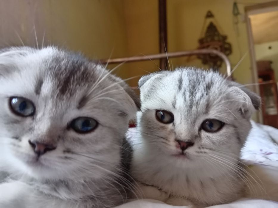 Шиншила кошки продаются