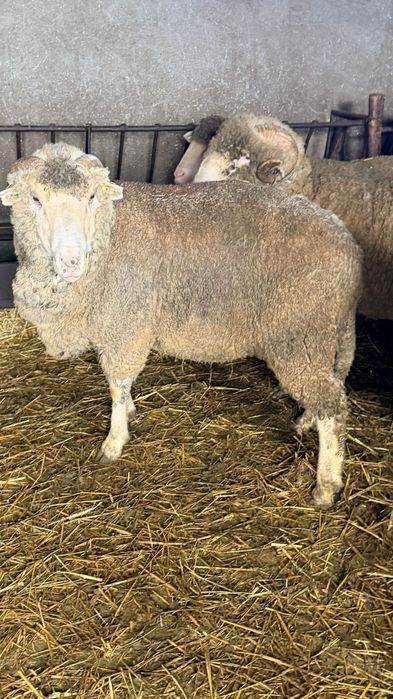 Vand oi merinos sau carabas