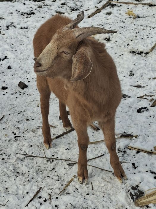 Schimb doi tapi cu gaini