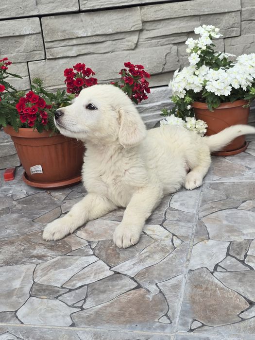 Бебенца лабрадор ретривър