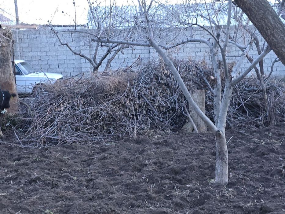 Дарахт шохлари сотилади
