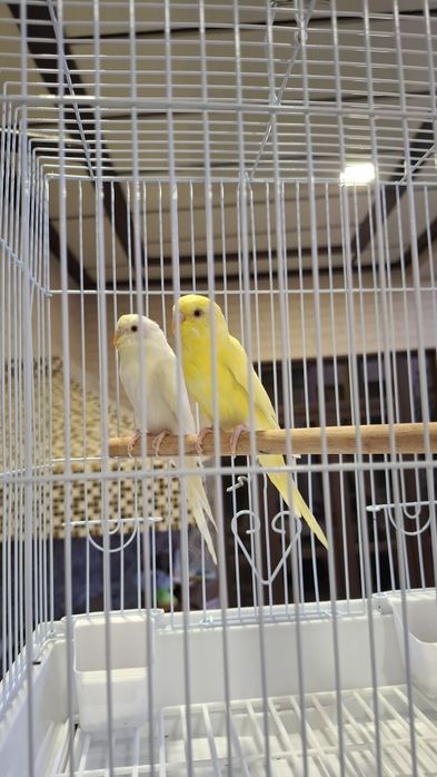 Albinos Totiqushlar sotiladi