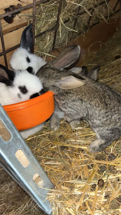 Puii de iepurasi speciali pentru paste