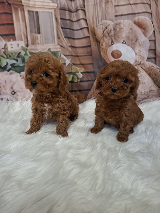 Пудел  Мини / Момче и  Момиче