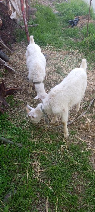 !Ona bola echki
!Zotli
!Bolasi:erke .urgochi
!2 litr suti bor
!Sroch