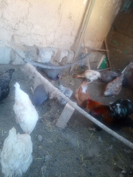 Тауықтар тауықтар тауықтар