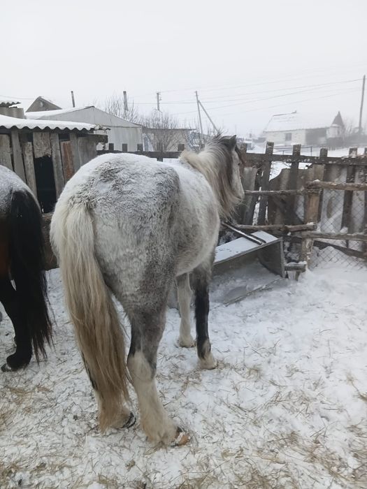 Продам Кобылу Кобылу