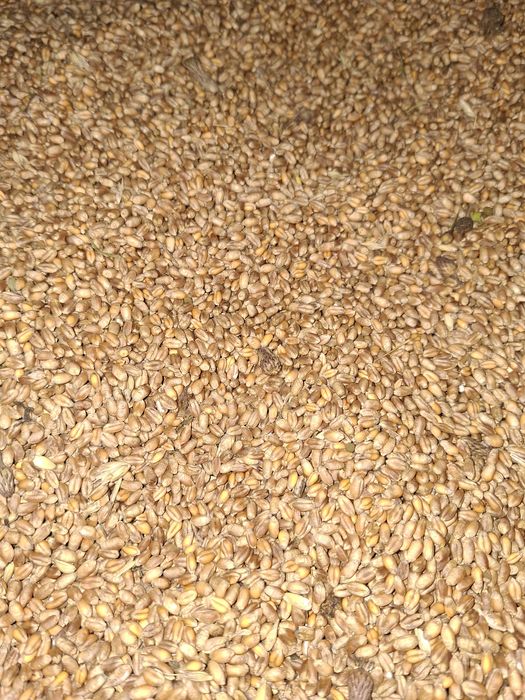 Cereale de vânzare loc Bradatel, Horodniceni.  Suceava