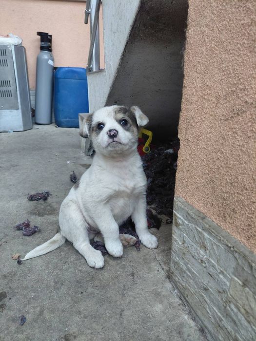 Подарявам къченце