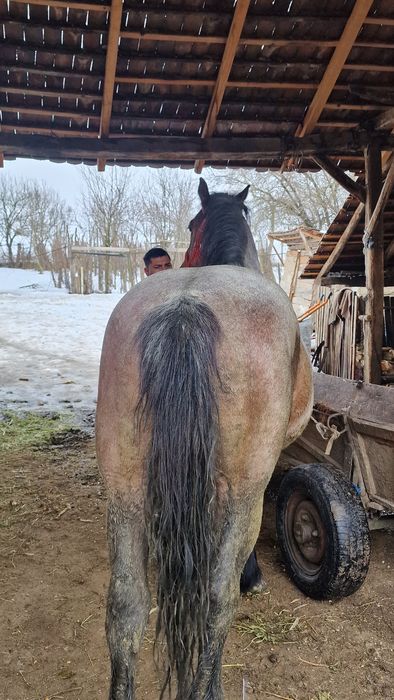 Cal de vânzare bun de tras