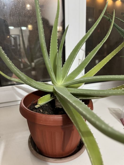 Алое Вера 6 и 5 летние