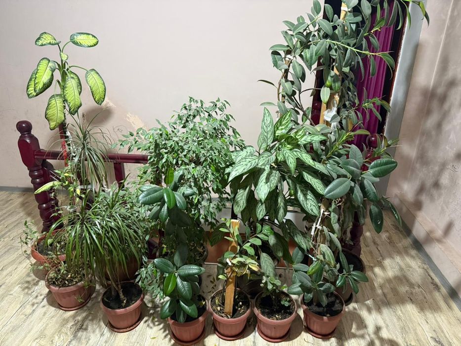 Продам комнатные цветы