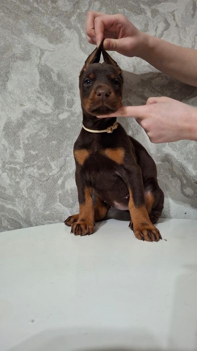 Шикарные дети добермана