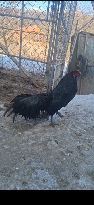 Familie Gaini Sumatra