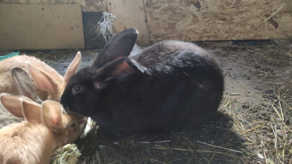 Продам молодых племенных кроликов!!!